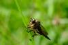 205829 – Photo : Guillaume Huot-Marchand – France (88)